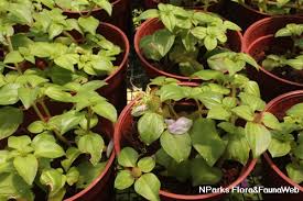 Image result for Heterotis rotundifolia