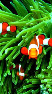 Iphone Clownfish Wallpaper 4k Mywallpapers Site Animal Wallpaper Samsung Wallpaper Fish Wallpaper