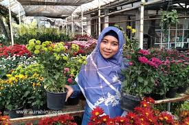 Daftar harga tanaman hias murah online terbaru august 2021 🌱🌱 pembayaran aman original cashback beli tanaman hias terbaik di tokopedia Membeli Tanaman Hias Di Toko Bunga Mitra Flora Nusantara Batu Aura Biru