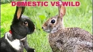 The Difference Between Wild Domestic Rabbits Youtube