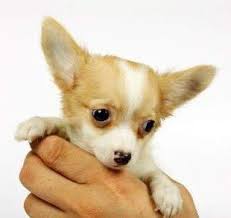 Puppies will open their eyes from 10 to 18 days. How To Take Care Of A Chihuahua The Chihuahua Information Center