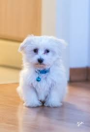 Maltese Terrier Flash