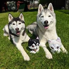 Whether you need training, someone to watch your dog while you're out, or a good bath and haircut, gone to the dogs is the place for your dog! Gone To The Snow Dogs Facebook