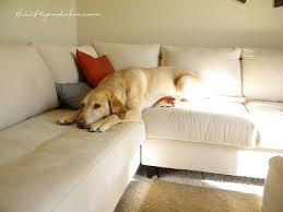 The Best Way To De Hair Your Couch Cool Couches Cleaning Pet Hair Suede Couch