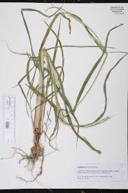 Image result for Rottboellia cochinchinensis