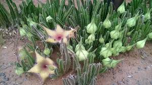 Image result for Stapelia