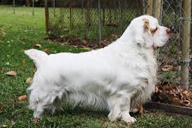 Help us by answering a short survey. Clumber Spaniel Dogexpress