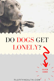 Dogs Just Like Us They Have Feelings If You Feel Lonely Your Dog Can Feel That Too In Fact Recent Studies S In 2020 Dog Health Problems Dog Health Feeling Lonely