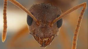 As formigas são insetos pertencentes à família formicidae da ordem hymenoptera. Formiga Maluca Brasileira Invade Eua E Provoca Apagoes Economia Estadao