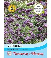 Image result for Scabiosa drakensbergensis