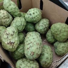 Image result for Annona cherimola