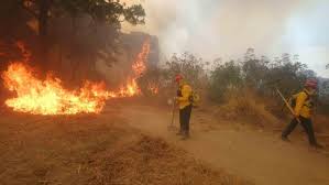 La audiencia de guadalajara consideró probado que en la mañana del 16 de julio del 2005 los res además, señaló que antes de producirse el incendio cayó otra brasa a la hierba seca, que fue. El Bosque De La Primavera Ha Perdido Mas Patrimonio Ecologico En Tres Decadas Que En 140 Mil Anos Afirman Especialistas Universidad De Guadalajara
