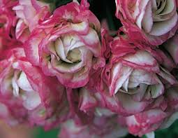 Zonal geranium 'appleblossom rosebud', fish geranium 'appleblossom rosebud', horseshoe geranium 'appleblossom rosebud'. Photo Gallery Pelargonium Pelargonie 1 About Garden Com