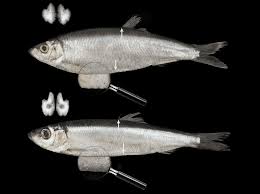 Image result for sprat