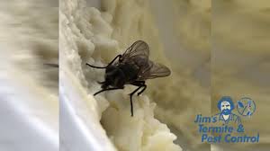 In this article, we will discuss more about these nasty insects, about how they can get to your. Fly Control Get Rid Of Flies Today Call Jim S On 131 546