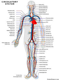 printable anatomical charts and diagrams