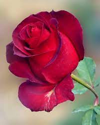 Pin By My Anh On 1 A File General In 2021 Beautiful Rose Flowers Amazing Flowers Beautiful Roses