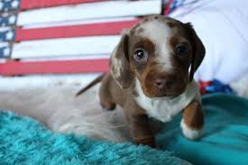 16 to 32 pounds life span: Mini Dachshund Puppies Texas