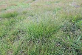 Image result for Eragrostis schweinfurthii