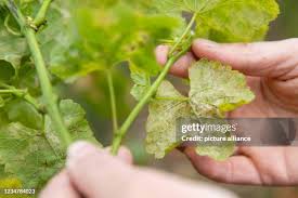 Image result for peronospora grapevine