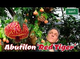Image result for Abutilon