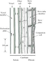 Selvendran and oneill (1985) isolation and analysis of cell walls from plant material. Xylem An Overview Sciencedirect Topics