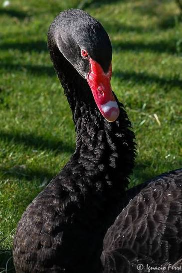 Cisne-negro - ZOO - ZOO