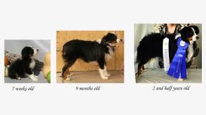 Check spelling or type a new query. Growth Stages Of The Toy Aussie Mini Australian Shepherd Growth Hd Png Download Transparent Png Image Pngitem