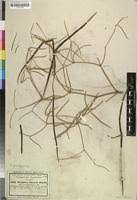 Image result for Periploca linearifolia