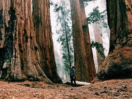 Redwood regional park is several miles from downtown oakland, but it feels a world away, offering a visit redwood regional park any day throughout the year. Redwood Coast Cabins Rv Resort