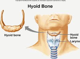 Hyoid Bone The Hyoid Bone Lingual Bone Latin Os Hyoideum Is A Horseshoe Shaped Bone Situated In The Anterior Midline Anatomy Bones Anatomy And Physiology