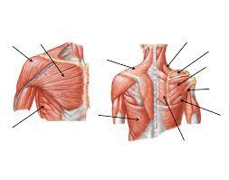 The shoulder has about eight muscles that attach to the scapula, humerus, and clavicle. Muscles Of The Shoulder Joint