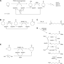 This machine was designed to help you enjoy the rich flavors that come from an espresso machine. Enzymes Revolutionize The Bioproduction Of Value Added Compounds From Enzyme Discovery To Special Applications Sciencedirect