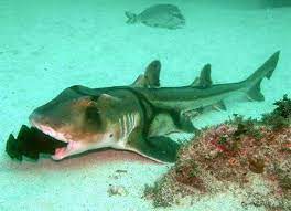 Maybe you would like to learn more about one of these? Port Jackson Shark Heterodontus Portusjacksoni With An Egg Case In Its Mouth Shark Sea Animals Shark Jaws