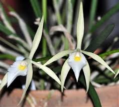Image result for Cyrtorchis neglecta