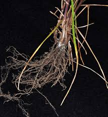 Image result for Lolium multiflorum