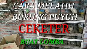 Beberapa diantaranya dapat bertelur lebih dari 300 butir dalam satu tahun produksi. Cara Melatih Burung Puyuh Buat Lomba Youtube
