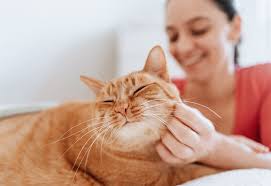 To Pat Or Not To Pat? How To Keep Interactions Between Kids And Dogs Safe