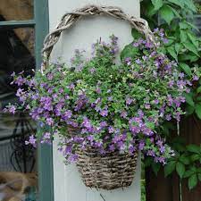 These spreading, creeping plants cascade over the edges of the hanging basket, softening the. 9 Best Colorful Plants For Hanging Baskets