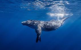 Humpback Whale Wallpapers Wallpaper Cave French artist whales artwork minerals traditional art. humpback whale wallpapers wallpaper cave
