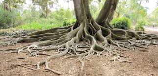 Placing a polyethylene tent over the newly potted plant for 4 to 8 days until the root system is well established is helpful as it will aid in preventing excessive loss of moisture. Roots Of Australian Rubber Tree Photo Net