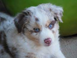 Pups ready.we have a few beautiful pups available. Pin On Mini Australian Shepherd S