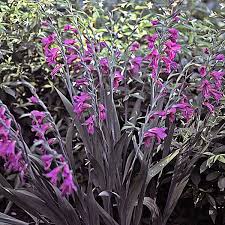 Image result for Gladiolus mosambicensis