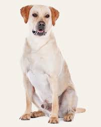 Find out all about what makes him so great. Cachorro Labrador Conheca Tudo Sobre A Raca