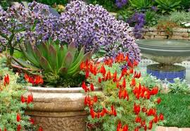 Image result for Lotus berthelotii