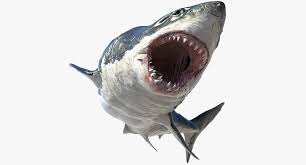 3d Model Of Realistic Shark Rigged Shark Great White Shark 3d Model
