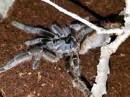 Like their cousins, they grow quickly, web profusely, and prefer a somewhat drier habitat. C Darlingi Marshalli Arachnoboards