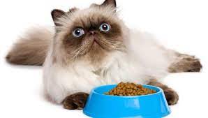 Maybe you would like to learn more about one of these? 6 Makanan Kucing Persia Yang Bagus Untuk Bulu Dan Bernutrisi Lazuva Com Tempat Wisata Indonesia Pariwisata Indonesia