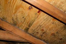 Dryer vents, plumbing vents, kitchen or bathroom fans vented into the attic. Attic Mold Removal Remediation Company Near Brewer Bangor Augusta Maine