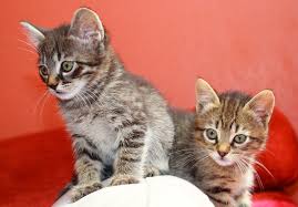 Starting from their birthday until they reach the age of 7 weeks, they are mostly dependent. Does It Matter What Age You Neuter Your Kitten